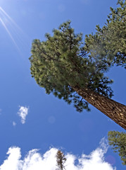 treetop