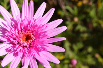 Obraz premium flower