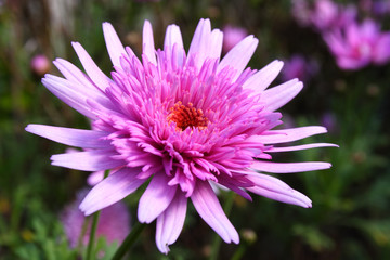 Obraz premium flower