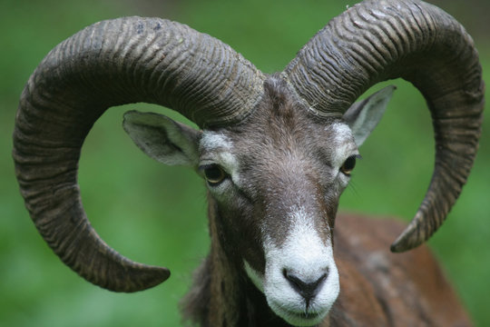 mouflon - ovis musimon
