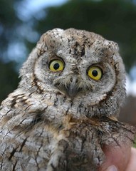 portrait chouette chevêche