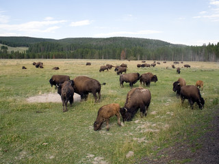 Naklejka na ściany i meble bizon w Yellowstone National Park
