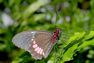 brown, red & pink butterfly