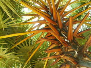 arbre tropical, laos