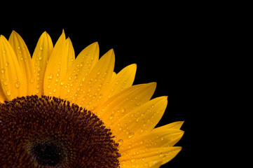 Obraz premium sunflower