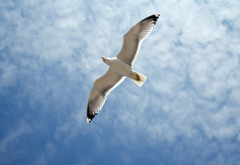 Obraz premium seagull