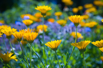 flower garden