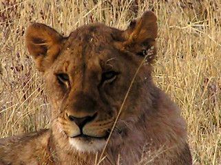 lionne