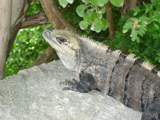 iguana