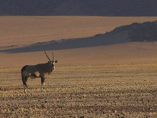 oryx en namibie