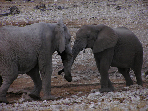 combat d'éléphants