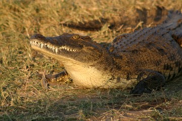 crocodile du nil