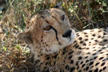 portrait de guépard au repos