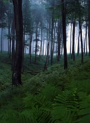  mystical forest © nyul