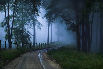 Fototapeta premium mystical forest