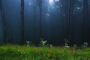 Zelfklevend Fotobehang mystical forest © nyul