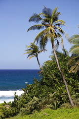 Fototapeta na wymiar tropikalnym wybrzeżu