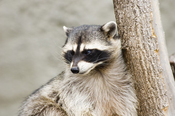 raccoon