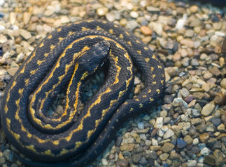 poison snake