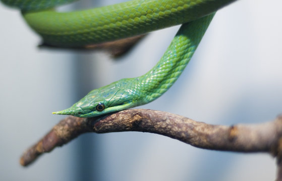 poison snake