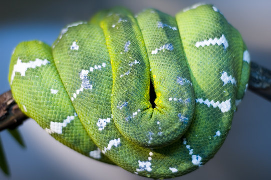 poison snake
