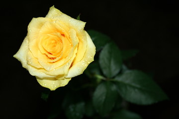 yellow rose