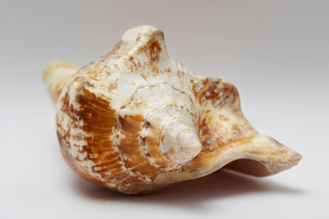 sea shell