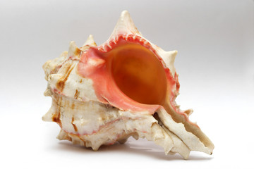 sea shell