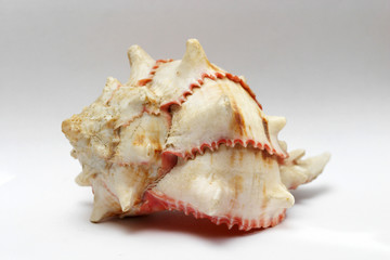 sea shell
