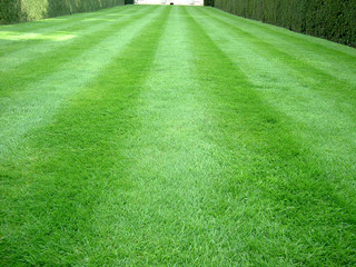striped grass