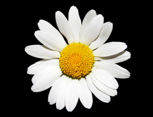 Fototapeta premium white daisy flower