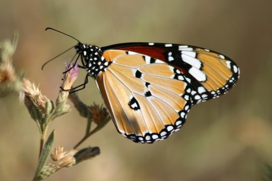 papillon monarque