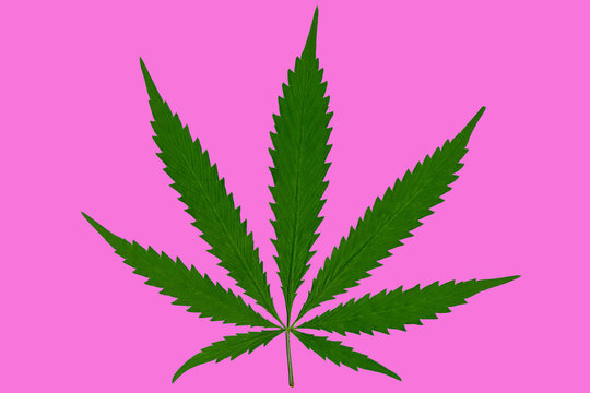 feuille de cannabis 02