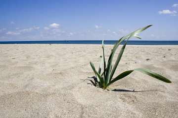 plant and beach