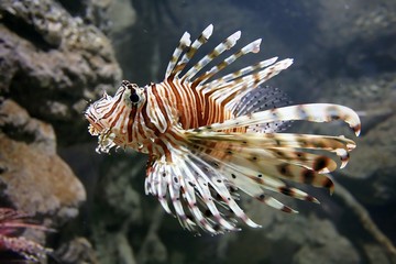 Fototapeta na wymiar lion fish