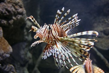 lion fish