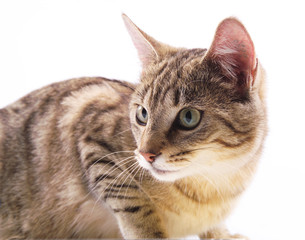kitty the cat