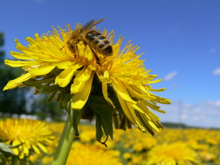 working bee