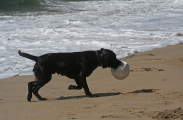 dog and ball