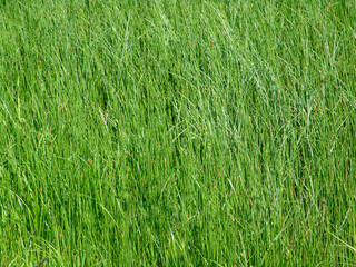 green grass 2