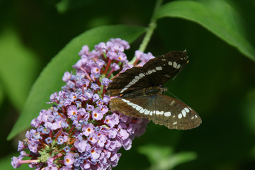 großer schillerfalter - apatura iris
