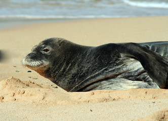 monk seal