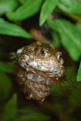 frog with reflection 2