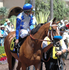 race horse in paddock
