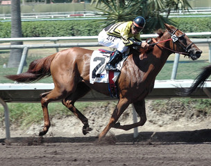 race horse & jockey