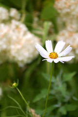 ox-eye daisy