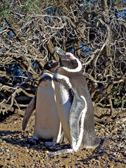 magellan penguins