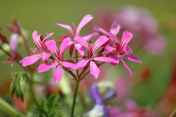 Fototapeta premium fleur