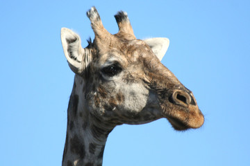 portrait de girafe
