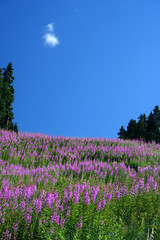 Naklejka premium sky and flowers